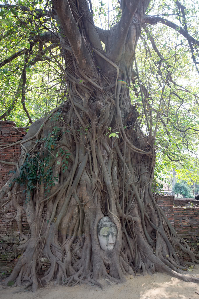 樹縫間的佛像 @ 瑪哈泰寺 (Wat Mahathat)