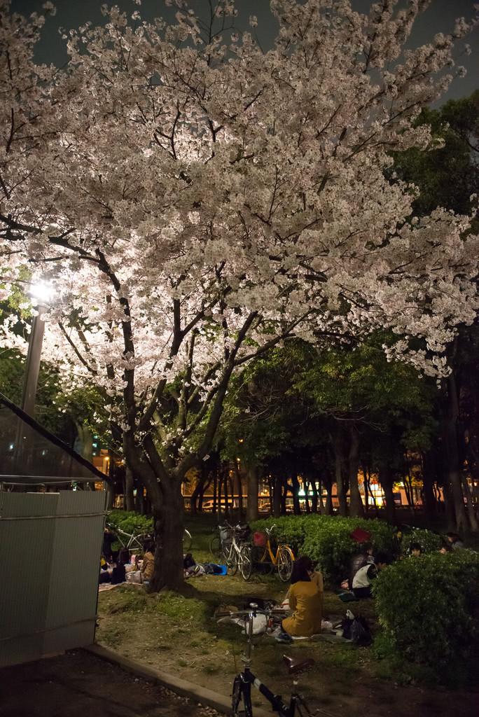 終於有賞櫻季來日本的感覺了