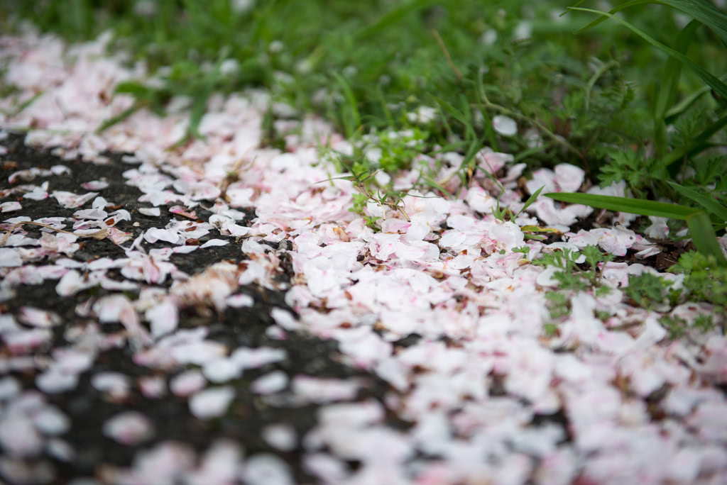 滿地的櫻花花瓣
