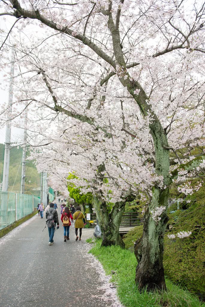 洛東高等學校旁的櫻花